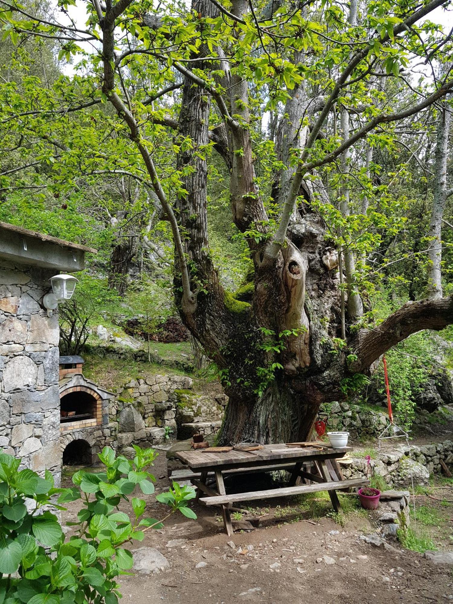 Chambre D'Hote "Chez Antoinette Et Charles" Santo-Pietro-di-Venaco Eksteriør billede